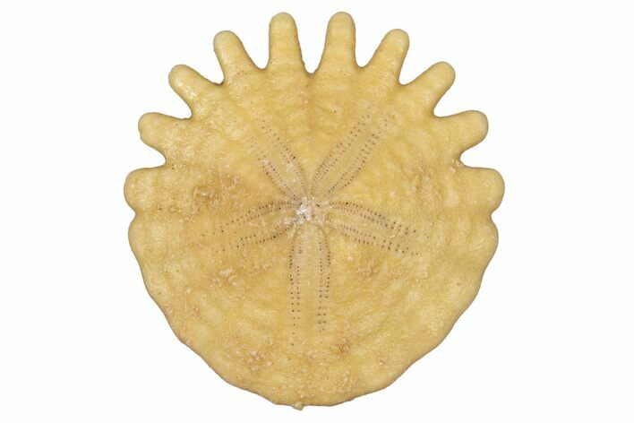 Fossil Sand Dollar (Heliophora) - Boujdour Province, Morocco #347911